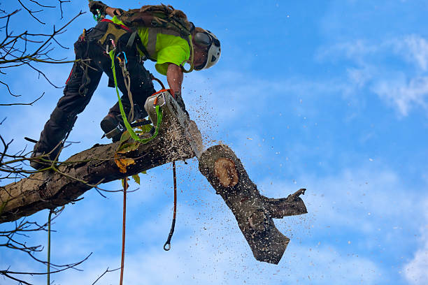 How Our Tree Care Process Works  in  Helena Valley Southeast, MT